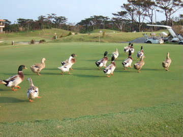 륬η