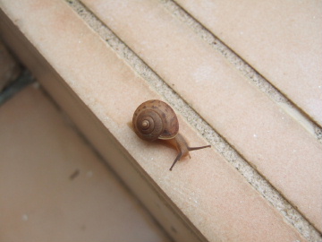 ĥȯ(ǯ֤ˤߤ)
