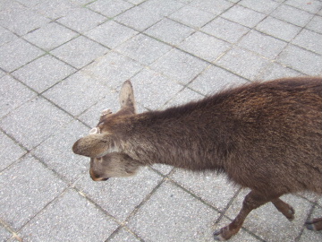 ȤСäѤ꼯
