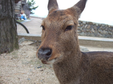 ʤʹ줷Ƥ