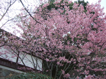 ƻ̤֤ޤ쥤