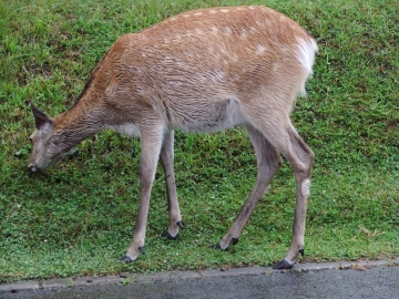 ʹ줷ƤΤƨ뤳Ȥʤ
