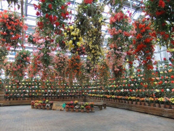 礭ʲ˺餭
