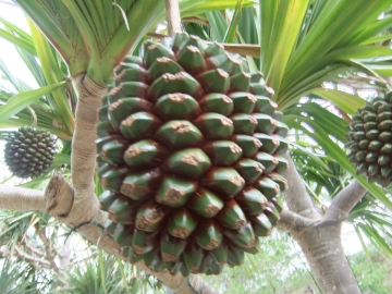ʤǤϤȯ(Хʥʤʡ)